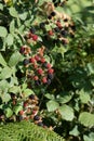 Blackberries on the bush. Fresh organic Black raspberry Rubus occidentalis Royalty Free Stock Photo