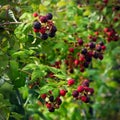 Blackberries Bush