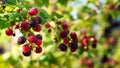 Blackberries Bush