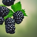 Blackberries on a bush, ripe