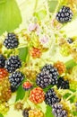 Blackberries in bush Royalty Free Stock Photo