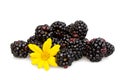 Blackberries And Capedaisy