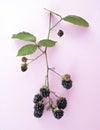 Blackberries on a Cluster Royalty Free Stock Photo