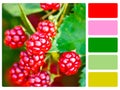 Blackberries colour palette swatch Royalty Free Stock Photo