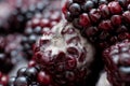 blackberries covered in white fungus and decaying