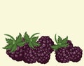 Blackberries delicious dessert background