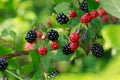 Closeup of Wild Blackberries