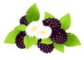 Blackberries and flower Royalty Free Stock Photo