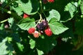 Novaci blackberries are red and tart fruits at first, purple and sweet when ripe