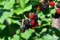 Novaci blackberries are red and tart fruits at first, purple and sweet when ripe