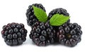 blackberries with green leaf isolated on white background. macro Royalty Free Stock Photo