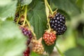 Blackberries and green leaves in autumn garden