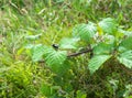 Blackberries green leaves