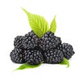 Blackberries with green leaves isolated on white background. Royalty Free Stock Photo