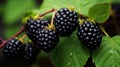 Blackberries grow in the garden. Ripe and unripe blackberries on a bush. selective focus. Generative AI,