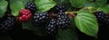 Blackberries grow in the garden. Ripe and unripe blackberries on a bush. selective focus. Generative AI,