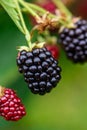 Blackberries Growing On A Bush In A Blackberry Field