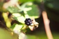 Blackberries growing on the bush in summer garden