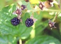 Blackberries growing on the bush in summer garden