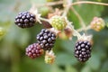 Blackberries for a healthy lifestyle