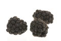 Blackberries isolated over white