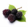 Three Blackberries On White Background - Dark Magenta Style