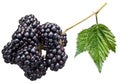 Blackberries with leaves isolated over white. Royalty Free Stock Photo
