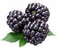 Blackberries with leaves isolated over white. Royalty Free Stock Photo
