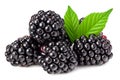 blackberries with leaves isolated on white background. full depth of field Royalty Free Stock Photo