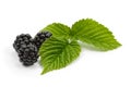 Blackberries and leaves of raspberry on white background Royalty Free Stock Photo