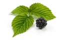 Blackberries and leaves of raspberry on white background Royalty Free Stock Photo