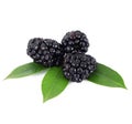 Blackberries like on white background