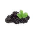 Blackberries like on white background