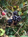 Blackberries