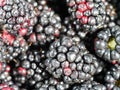 Blackberries macro photography background Royalty Free Stock Photo