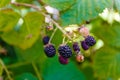 Blackberries macro ripening on green branch in summer