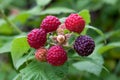 Blackberries Royalty Free Stock Photo