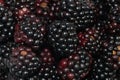Blackberries Royalty Free Stock Photo