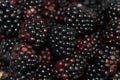 Blackberries Royalty Free Stock Photo