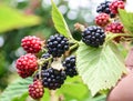 Blackberries Royalty Free Stock Photo