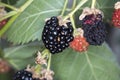 Blackberries from Novaci Romania 18 Royalty Free Stock Photo