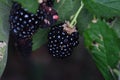 Blackberries from Novaci Romania 15 Royalty Free Stock Photo