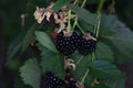 Blackberries from Novaci Romania 17 Royalty Free Stock Photo