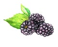 Blackberries painted with watercolor