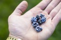 Blackberries on a palm