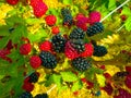 Blackberries with ripe and immature crop.