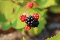 Blackberries