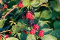 Blackberries ripen