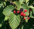 Blackberries Ripening on the Vine Royalty Free Stock Photo