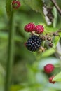 Blackberries ripening on the vine Royalty Free Stock Photo